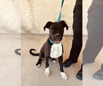 Small #1 Boxer Mix