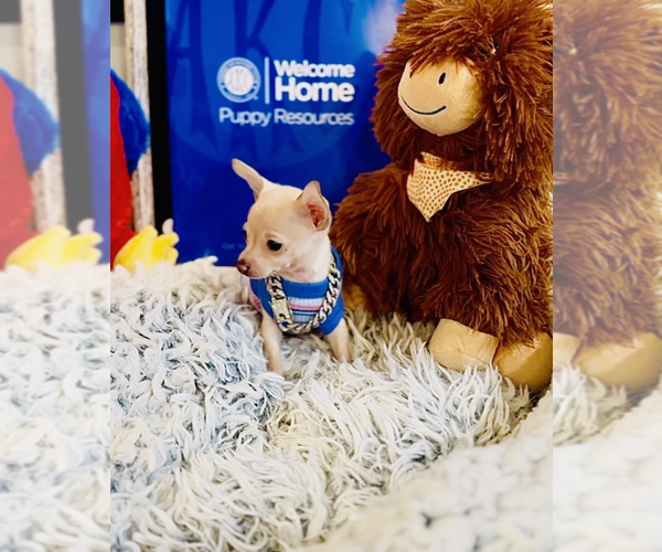 Medium Photo #7 Chihuahua Puppy For Sale in ATHENS, GA, USA