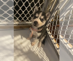 Siberian Husky Puppy for sale in BARNESBORO, PA, USA