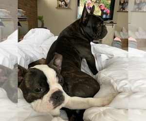 Faux Frenchbo Bulldog Puppy for sale in FAIRMONT, WV, USA