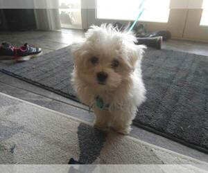 Maltichon Puppy for sale in SOUTH JORDAN, UT, USA