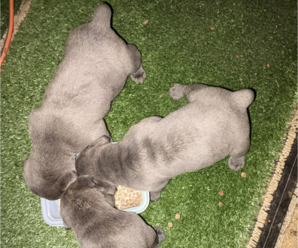 Medium Photo #1 Cane Corso Puppy For Sale in MONTGOMERY, AL, USA