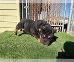 Small #24 English Bulldog