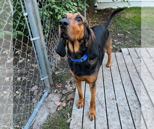 Medium Photo #5 Coonhound Puppy For Sale in Muskegon, MI, USA
