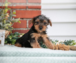 Puppy Jude Yorkshire Terrier