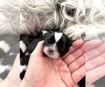 Small Photo #5 Shih Tzu Puppy For Sale in PFLUGERVILLE, TX, USA