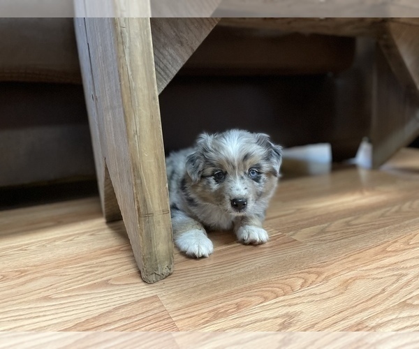 Medium Photo #1 Miniature Australian Shepherd Puppy For Sale in HOWE, OK, USA
