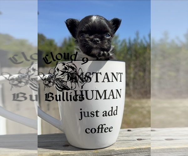 Medium Photo #1 Chihuahua Puppy For Sale in LORIS, SC, USA
