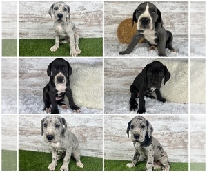 Great Dane Litter for sale in MIDDLEBURY, IN, USA