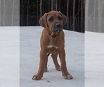 Puppy Puppy 2 Rhodesian Ridgeback