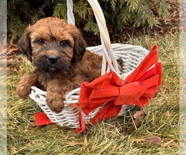 Medium Photo #4 Whoodle (Miniature) Puppy For Sale in MIDDLEBURY, IN, USA