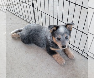 Australian Cattle Dog Puppy for sale in DUNNELLON, FL, USA