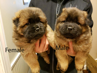Chow Chow Puppy for sale in DECATUR, IL, USA