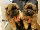 Small Photo #1 Chow Chow Puppy For Sale in DECATUR, IL, USA