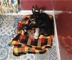 Small #4 Chihuahua Mix