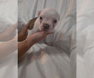 Boston Terrier Puppy for sale in REEDS SPRING, MO, USA
