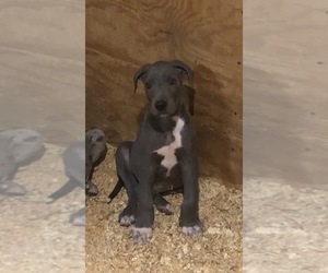 Great Dane Puppy for sale in MURRAYVILLE, GA, USA