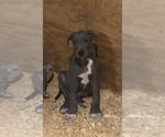 Small Photo #1 Great Dane Puppy For Sale in MURRAYVILLE, GA, USA