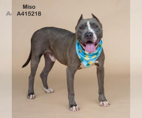 Medium Photo #2 American Pit Bull Terrier-Unknown Mix Puppy For Sale in Conroe, TX, USA