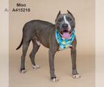 Small #1 American Pit Bull Terrier Mix