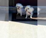 Small Photo #10 Bichon Frise Puppy For Sale in ATL, GA, USA