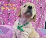 Small Photo #9 Golden Retriever Puppy For Sale in SACRAMENTO, CA, USA