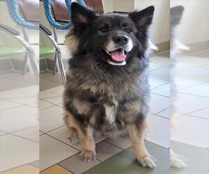 Akita-German Shepherd Dog Mix Dogs for adoption in Derwood, MD, USA