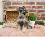 Small #4 Schnauzer (Miniature)