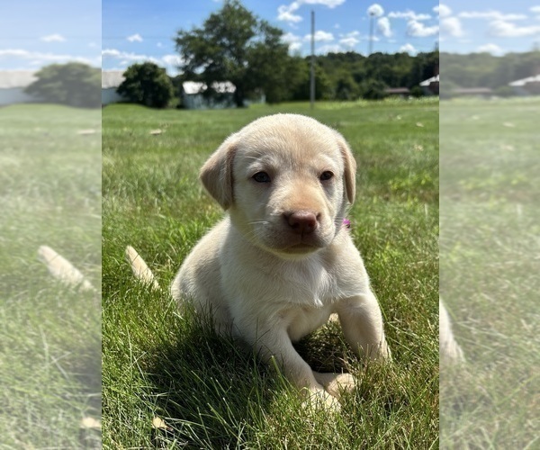 Medium Photo #4 Labrador Retriever Puppy For Sale in FREDERICKSBG, OH, USA