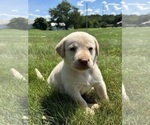 Small Photo #4 Labrador Retriever Puppy For Sale in FREDERICKSBG, OH, USA
