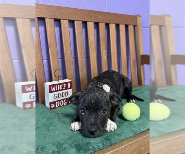 Medium Photo #3 Mutt Puppy For Sale in Genesee, WI, USA