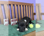 Small #2 Mutt