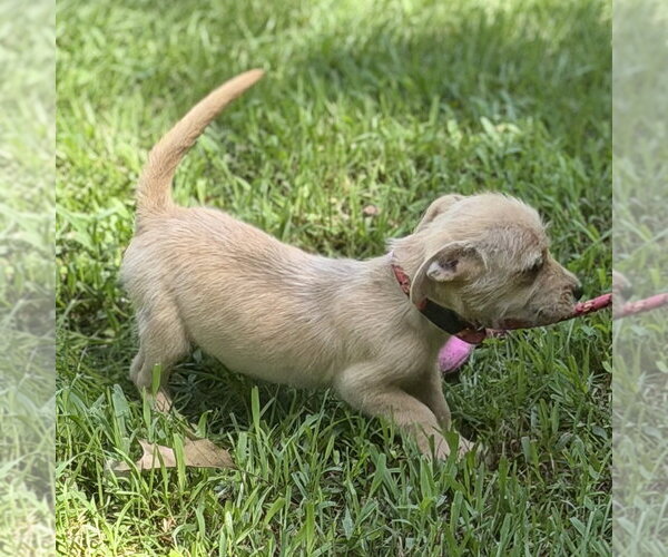 Medium Photo #4 Chihuahua Puppy For Sale in Yardley, PA, USA