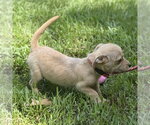 Small #3 Chihuahua
