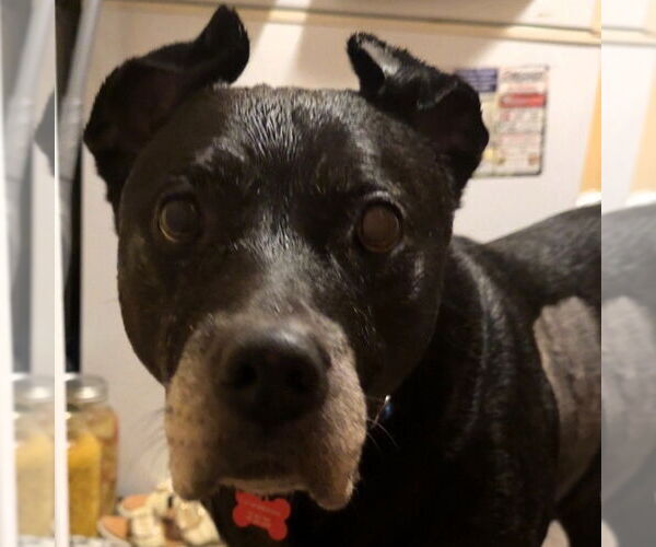 Medium Photo #3 American Pit Bull Terrier-Unknown Mix Puppy For Sale in Fargo, ND, USA