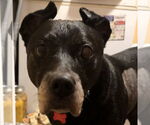 Small #2 American Pit Bull Terrier Mix