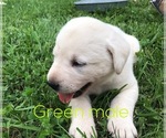 Small Photo #13 Labrador Retriever Puppy For Sale in FARMINGTON, MO, USA