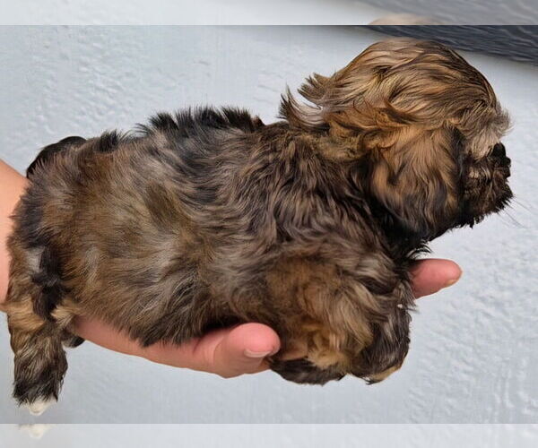 Medium Photo #3 ShihPoo Puppy For Sale in LA PLATA, NM, USA