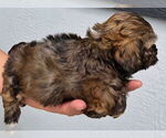 Small #2 ShihPoo