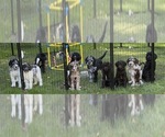 Litter of 10 - Male(s) and Female(s) Goldendoodle mix (+ Poodle Standard)Litter of Puppies for Sale - Small photo