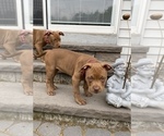 Small Photo #3 American Bully Puppy For Sale in HILTON, NY, USA