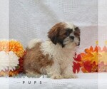 Small #1 Shih Tzu