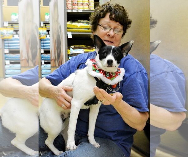 Medium Photo #3 Rat Terrier Puppy For Sale in Horn Lake, MS, USA