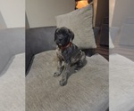 Small Photo #12 Mastiff Puppy For Sale in WALNUT COVE, NC, USA