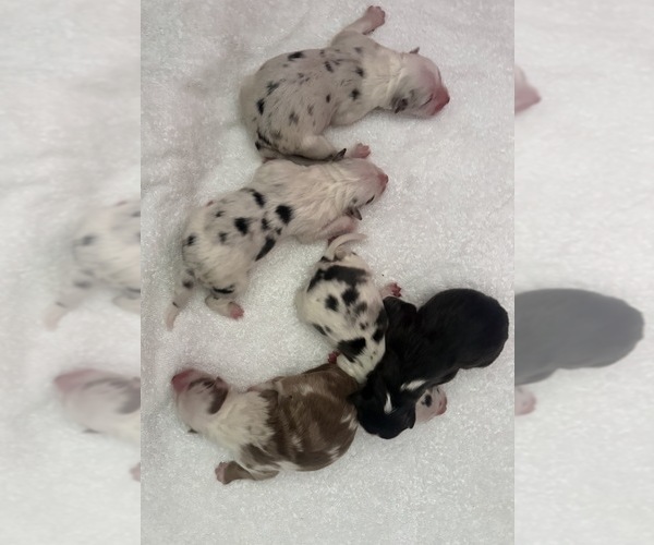 Medium Photo #1 Australian Shepherd Puppy For Sale in HIALEAH, FL, USA