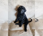 Puppy Puppy 3 Goldendoodle