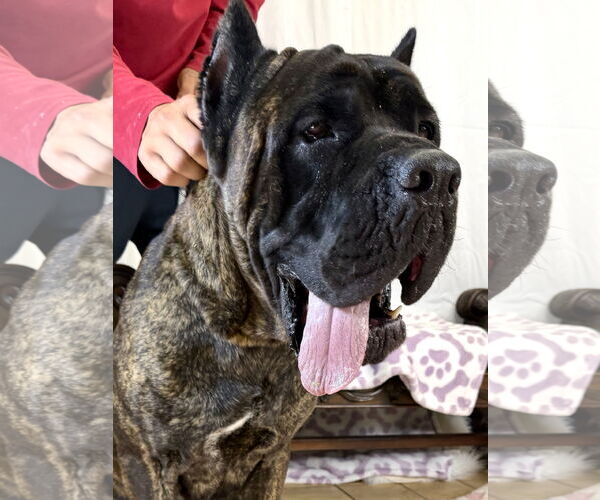 Medium Photo #1 Mutt Puppy For Sale in Goodyear, AZ, USA