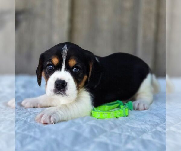 Medium Photo #1 Beaglier Puppy For Sale in PRESTON, MD, USA