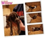 Small Photo #7 German Shorthaired Pointer Puppy For Sale in PLAINVIEW, TX, USA