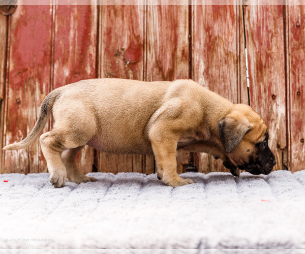 Medium Photo #8 Mastiff Puppy For Sale in WAKARUSA, IN, USA